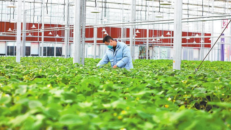 农业创业项目如何脱颖而出？揭秘排名前十的关键因素