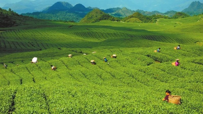 家庭菜园种植入门：新手必知的五大步骤**