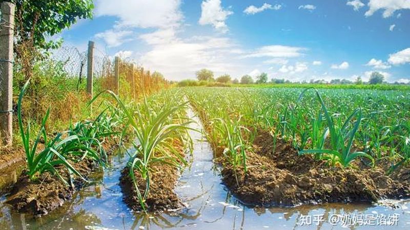 农民合作社联合社贷款：政策支持与操作指南