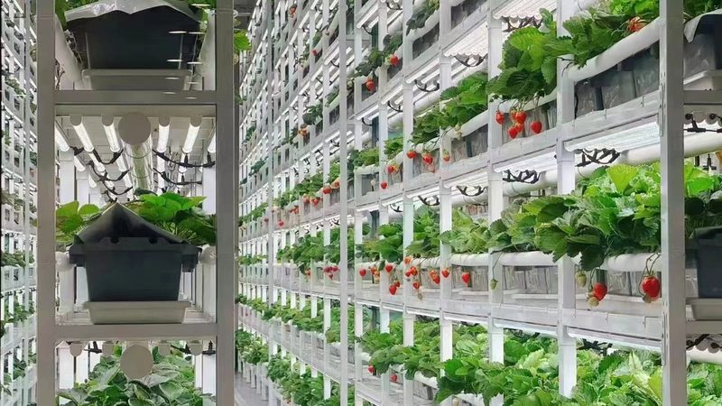 大棚保温被安装步骤详解：确保冬季蔬菜生长无忧